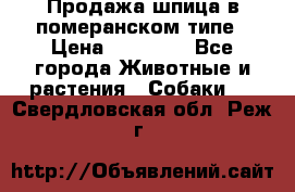 Продажа шпица в померанском типе › Цена ­ 20 000 - Все города Животные и растения » Собаки   . Свердловская обл.,Реж г.